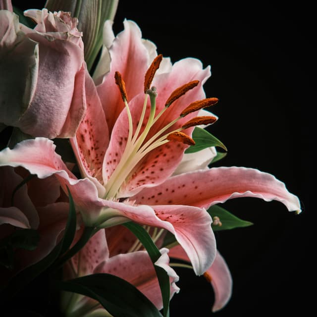 Bloom Ritual at Bloom Aesthetics Studio in Saint Petersburg, FL