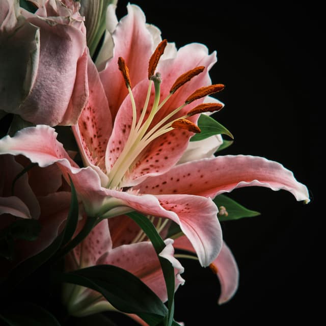 Bloom Ritual at Bloom Aesthetics Studio in Saint Petersburg, FL